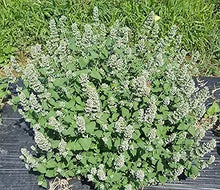 Catnip Plant Seeds (Nepeta cataria) for colorful blooms in the Herb Garden & Urban Garden