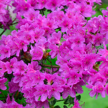 Azalea Seeds for a colorful addition to any planting