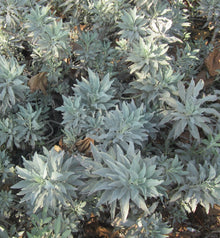 Impressive White Sage Seeds Magic Seeds Salvia Apiana Garden Seeds  Ornamental Garden Plant Premium Quality Seeds