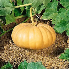 Winter Squash Seeds prized among growers for gardening