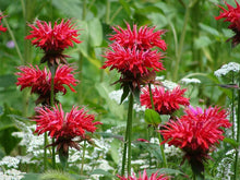 Panorama Red Bee Balm Seeds (Monarda didyma) for growers filling out the Herbal Gardens