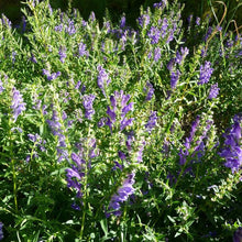 Scutellaria Barbata Seeds for a lasting display in the Medicinal Herb Garden