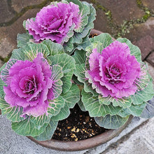 Purple Prince Flowering Kale Seeds for growers stocking a kitchen garden