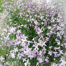 Evening Scent Stock Seeds (Matthiola incana) for a bright addition to the Flower Bed & Garden