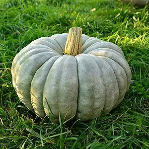 Winter squash (Cucurbita spp.) for gardening in home vegetable garden