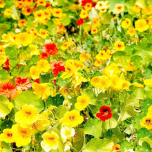 Nasturtium Whirly Bird Mix Seeds for gardeners building out beds and borders