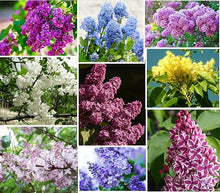 Japanese Lilac Seeds (Syringa reticulata) for seasonal color across the home garden or borders