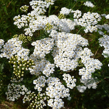 White Flowers Perennial Seeds for seasonal color across the Flower Garden
