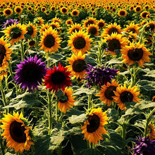 Mini Rainbow Sunflower Seeds for a lasting addition to the landscape