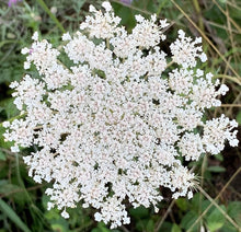 Queen Anne's Lace Seeds (Daucus carota) for a lasting display in the Flower Garden