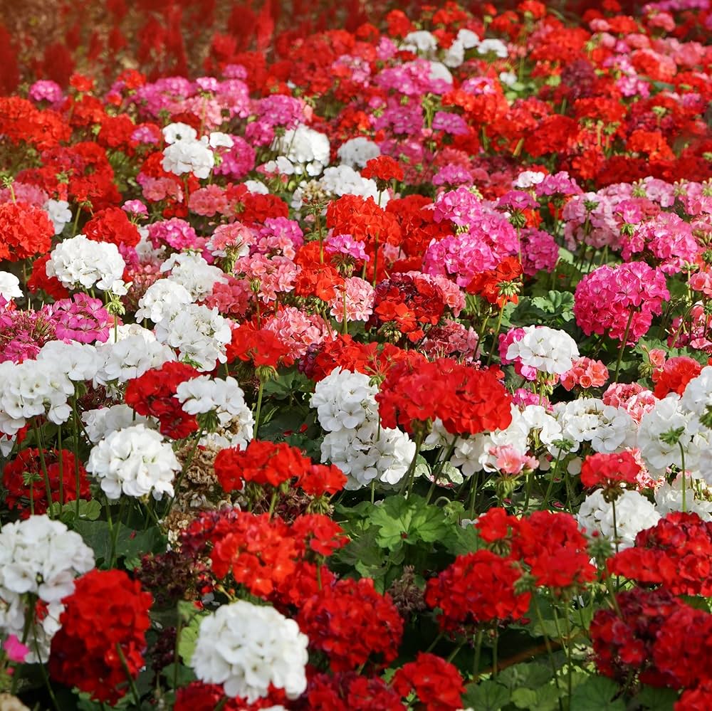 Geranium - Pelargonium for planting in home garden