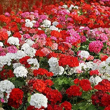 Geranium Pelargonium zonale flower seeds for planting in indoor pots or backyard containers - for planting in home garden