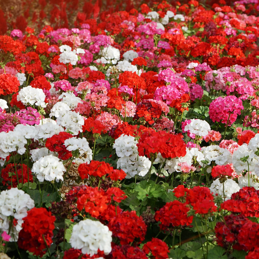 Mixed Geranium Flower Seeds colorful variety