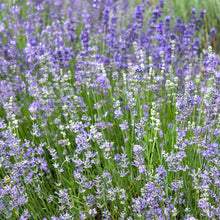 Munstead Lavender Seeds (Lavandula angustifolia) for a fragrant addition to the herb patch
