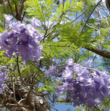 Jacaranda Rosewood Tree Blue Flowering Tree Seeds for long-term planting in the yard