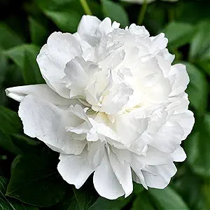 Peony Paeonia lactiflora White flower seeds for planting in backyard garden or ornamental beds - for planting in home garden