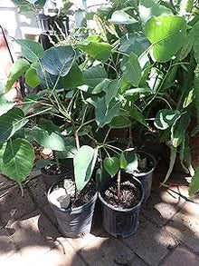 Ficus Religiosa Plant Seeds (Ficus religiosa) for a lasting display in the Home Flower Bed