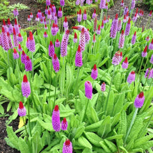 Orchid Primrose Seeds (Primula spp.) for a bright addition to the Flower Bed