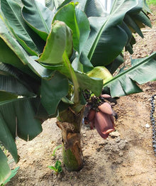 Banana Seeds (Musa spp.) for growers planting the Tropical Garden