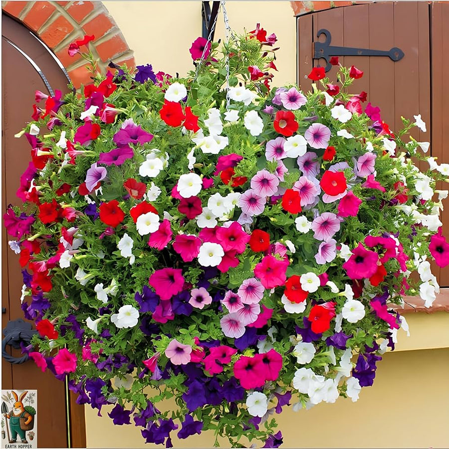 Ranunculus Asiaticus Mixed Colors Flower - for planting in home garden