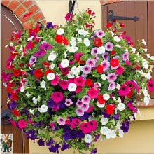Mixed Hanging Petunia Seeds (Petunia hybrida) valued for flower Hanging Baskets