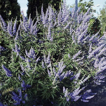 Monk's Pepper Seeds for growers stocking the Medicinal Herb Gardens
