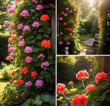 Climbing Geranium Pelargonium Seeds for fast cover along a fence or wall