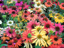 Echinacea Spirit Seeds grown for vibrant Purple Echinacea