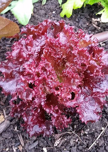 Red Leaf Lolla Rosa Lettuce Seeds for home growers seeking a reliable harvest