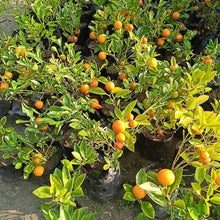 Lemon Seeds (Citrus limon) for growers planting the Indoor Pots