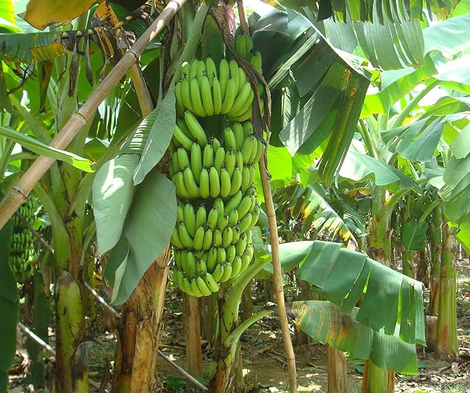 Banana Musa spp for planting in tropical garden