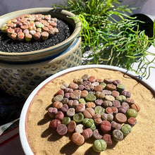 Stapelia Pulchella Seeds for colorful blooms in the home garden flower bed