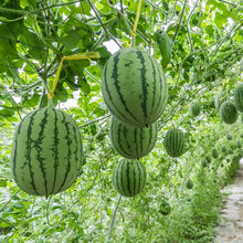 Watermelon Seeds (Citrullus lanatus) for a reliable harvest in the Vegetable Patch