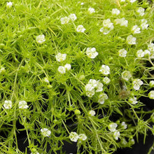 Irish Moss Seeds (Sagina subulata) for a lasting display in the Creative Garden