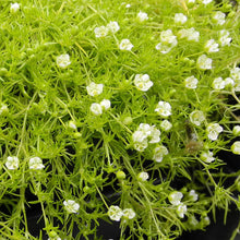 Irish Moss Sagina Subulata Groundcover Seeds for filling out the Garden