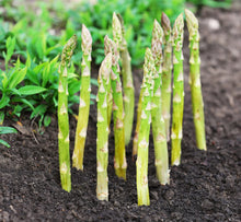 Asparagus Asparagus Officinalis Green Seeds for productive rows in the Kitchen Raised Beds