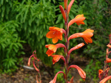 Bugle Lily Watsonia Plant Seeds for a colorful addition to any planting