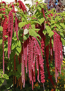 Amaranthus Hypochondriacus Seeds for a lasting display in the Flower Urban Garden
