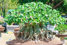 Adenium Desert Rose Rare Color Seeds for reliable seasonal color