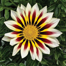 Gazania Kiss White Flower Seeds â€“ Drought-Tolerant Blooms with Crisp White Petals