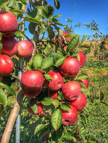 Apple Seeds (Malus domestica) for sweet homegrown fruit in the orchard rows and edible landscapes