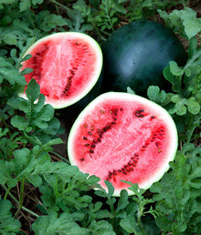Heirloom Organic Red Sweet Watermelon (Citrullus Lanatus Seeds prized among growers for juicy, Refreshing Watermelon Harvests