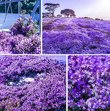 Creeping Thyme Seeds for cooks growing the Herb Garden