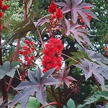 Castor Bean – tropical ornamental plant seeds