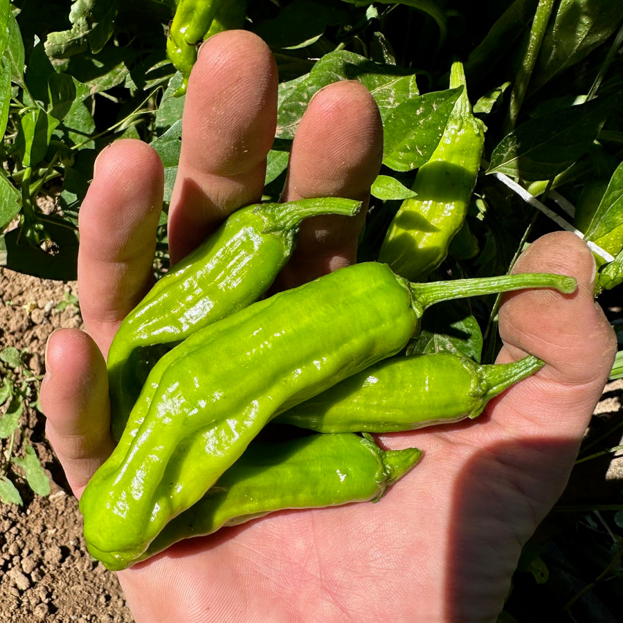 Organic Shishito pepper seeds (Capsicum annuum) for flavorful garden planting