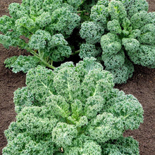 Kale Semi Blue Dwarf Curd Scotch Non-GMO Varieties Seeds for home growers seeking a reliable harvest