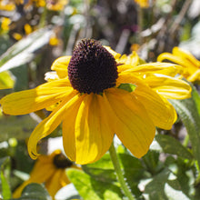 Rudbeckia Hirta Herbst Wildflower Seeds grown for late Season Color