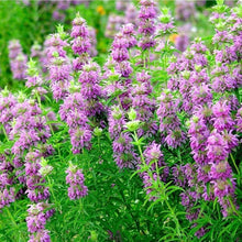 Lemon beebalm ��������� Monarda citriodora ��������� for planting in flower beds and bee gardens