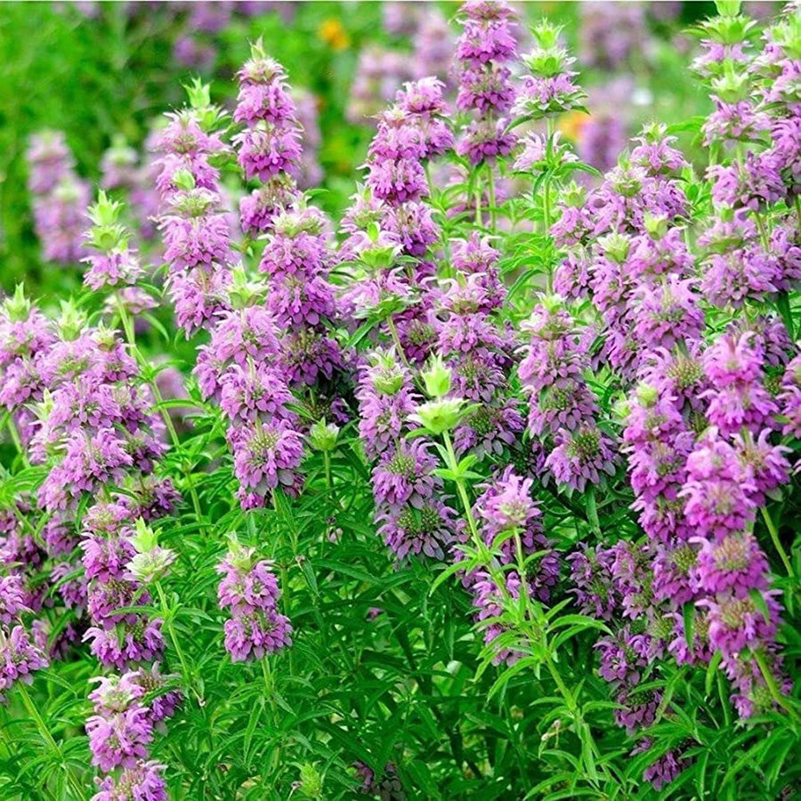 Lemon beebalm ��������� Monarda citriodora ��������� for planting in flower beds and bee gardens