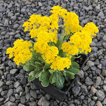 Alyssum Basket of Gold Seeds for seasonal color across the Flower Bed & Garden